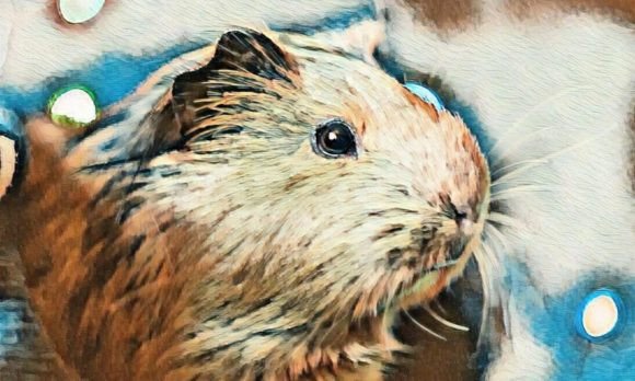 Hamster Premium Digital Paper VOL-4: A Versatile Resource for Creative Professionals
