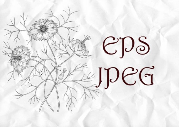 Nigella Flower Vector Illustration